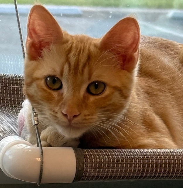 Benny