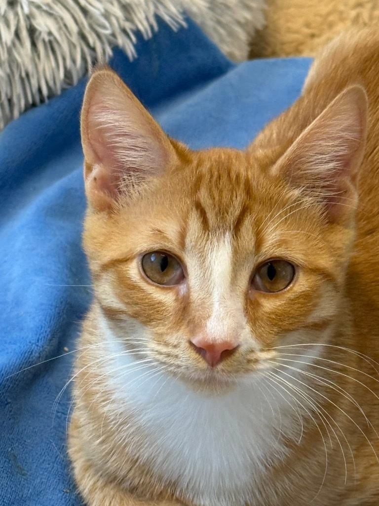 Benny