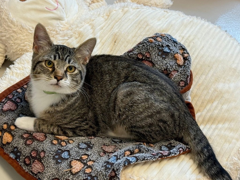 Archie