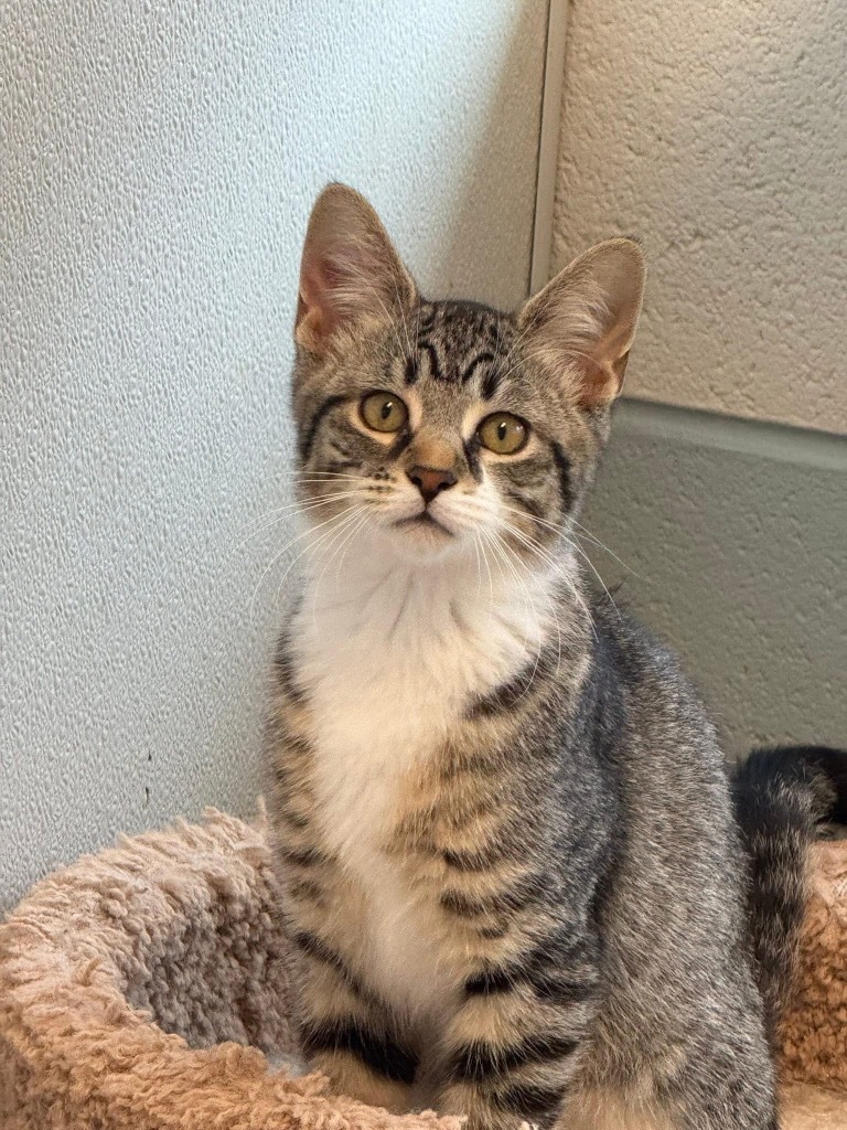 Archie