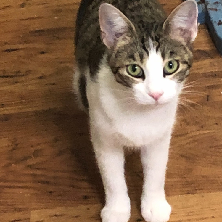 Little Lisa