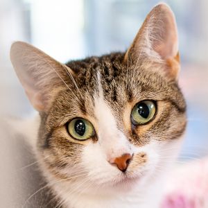 Holly, Adult Female unknown