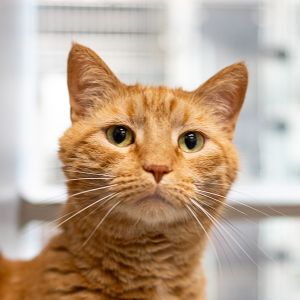 Tommy, Senior Male unknown