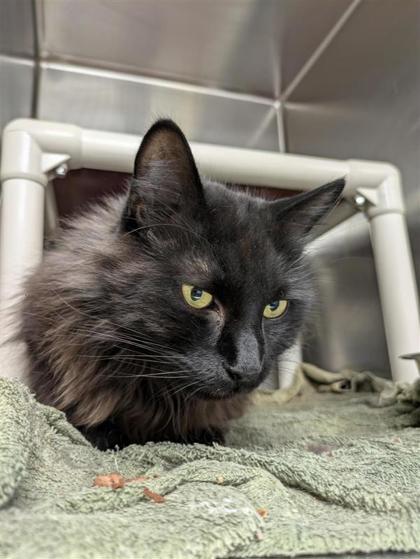 Salem