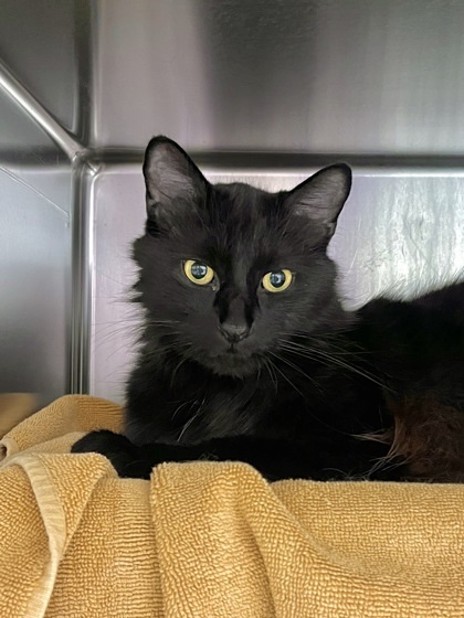 Salem
