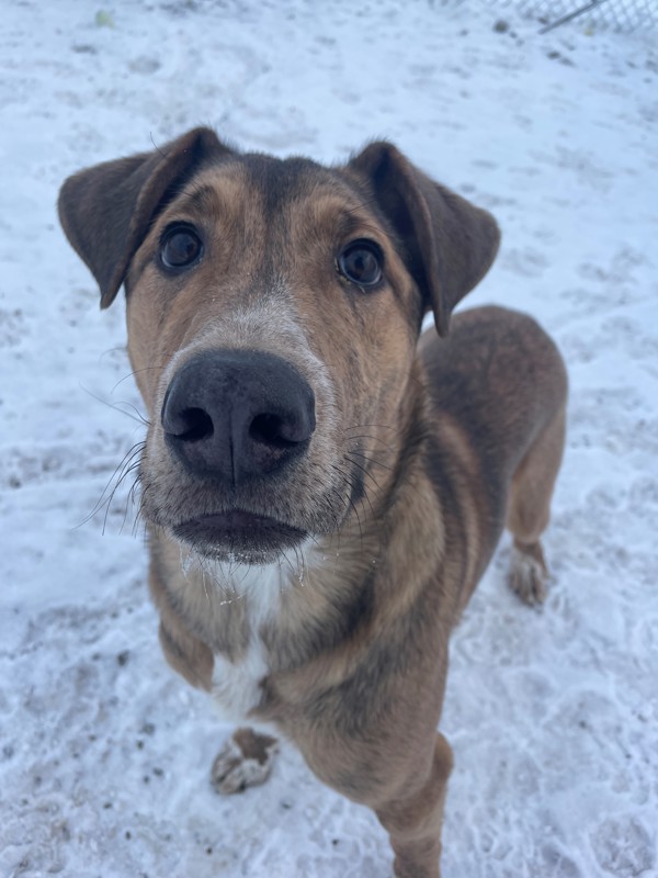 Zorro, an adoptable Mixed Breed in Great Falls, MT, 59405 | Photo Image 1