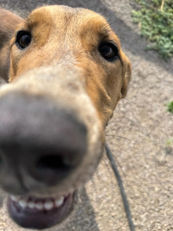 Zorro, an adoptable Mixed Breed in Great Falls, MT, 59405 | Photo Image 2