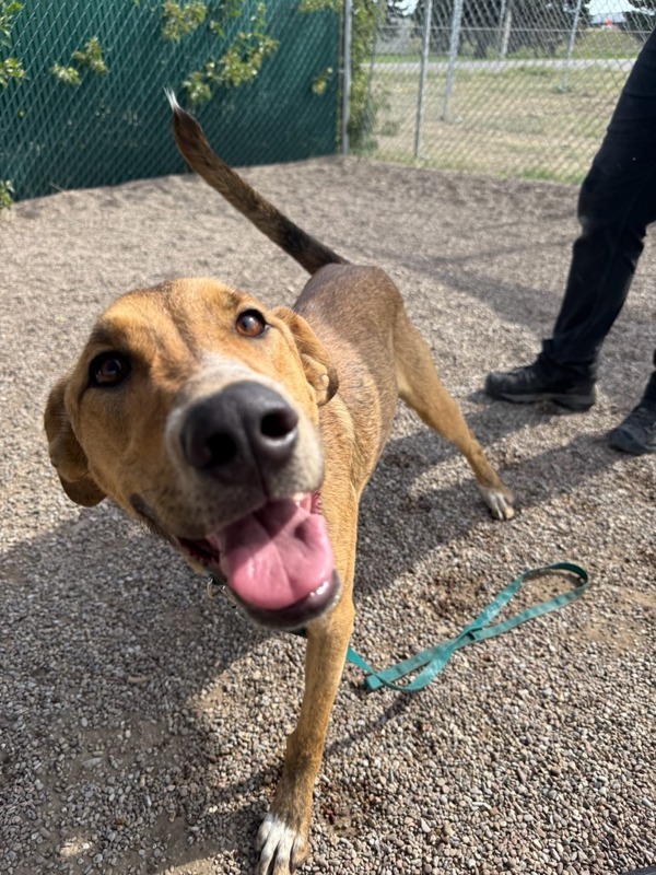 Zorro, an adoptable Mixed Breed in Great Falls, MT, 59405 | Photo Image 3