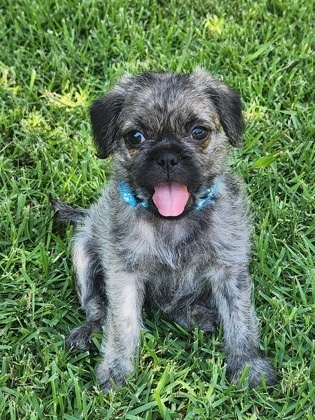 Olaf