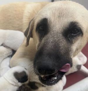 59030782, Adult Female unknown