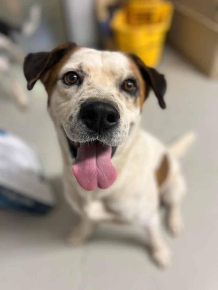 Mr. Boxie, an adoptable Boxer, Australian Shepherd in Cortez, CO, 81321 | Photo Image 1