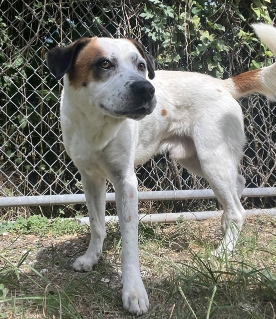 Mr. Boxie, an adoptable Boxer, Australian Shepherd in Cortez, CO, 81321 | Photo Image 2