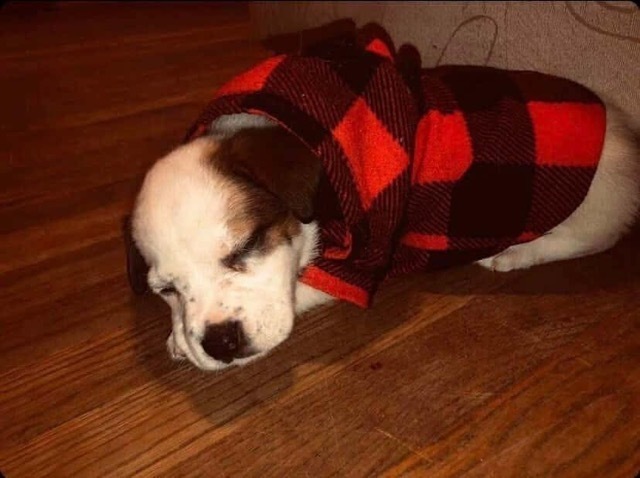 Mr. Boxie, an adoptable Boxer, Australian Shepherd in Cortez, CO, 81321 | Photo Image 3