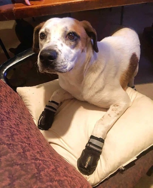 Mr. Boxie, an adoptable Boxer, Australian Shepherd in Cortez, CO, 81321 | Photo Image 4