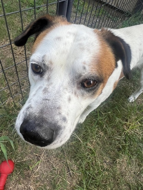 Mr. Boxie, an adoptable Boxer, Australian Shepherd in Cortez, CO, 81321 | Photo Image 5