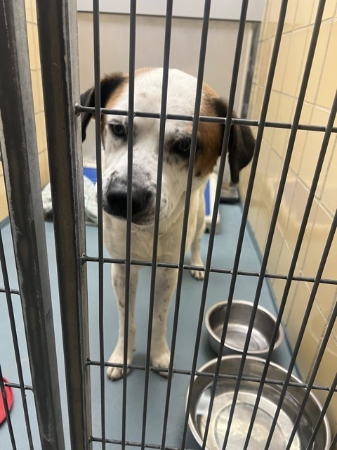 Mr. Boxie, an adoptable Boxer, Australian Shepherd in Cortez, CO, 81321 | Photo Image 6