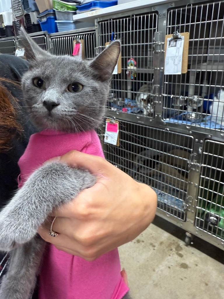 Queen, an adoptable Domestic Short Hair in Virginia, MN, 55792 | Photo Image 1