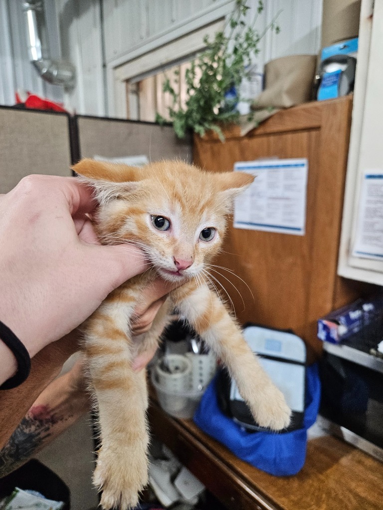 Portugal, an adoptable Domestic Short Hair in Virginia, MN, 55792 | Photo Image 1