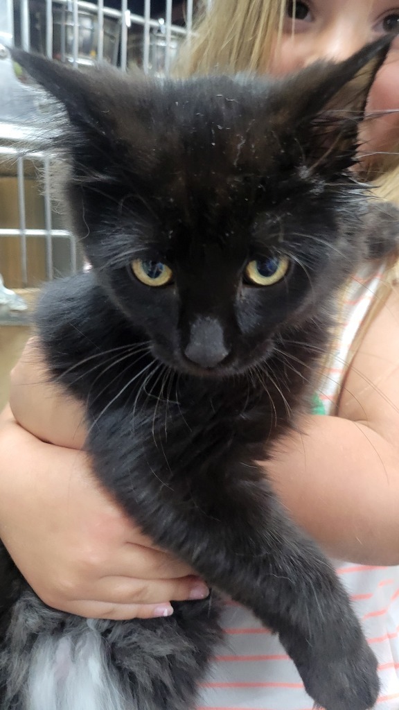 Eclipse, an adoptable Domestic Long Hair in Virginia, MN, 55792 | Photo Image 1