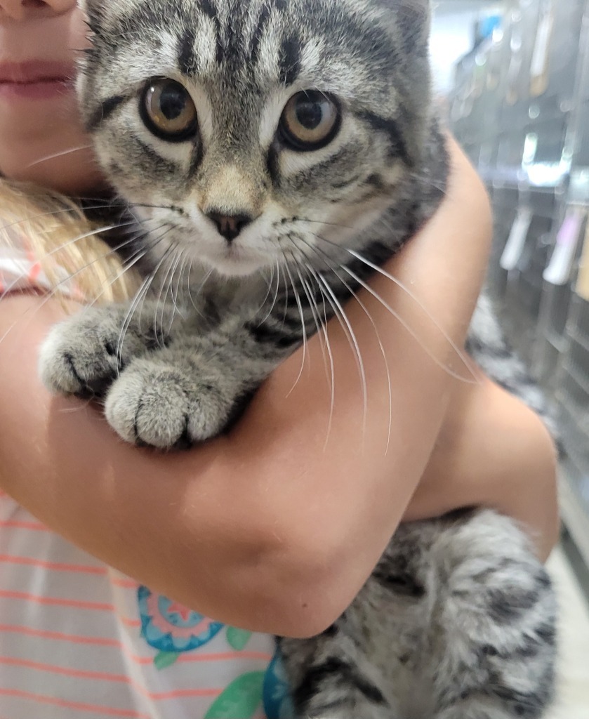 Nebula, an adoptable Domestic Short Hair in Virginia, MN, 55792 | Photo Image 1