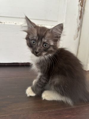 Whiskers, Baby Male unknown