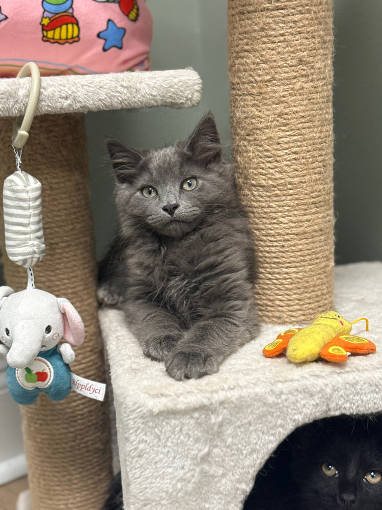 Roughhouse Sailor, an adoptable Nebelung, Maine Coon in Mount Laurel, NJ, 08054 | Photo Image 1