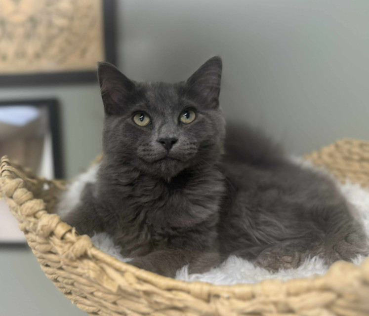 Roughhouse Sailor, an adoptable Nebelung, Maine Coon in Mount Laurel, NJ, 08054 | Photo Image 1