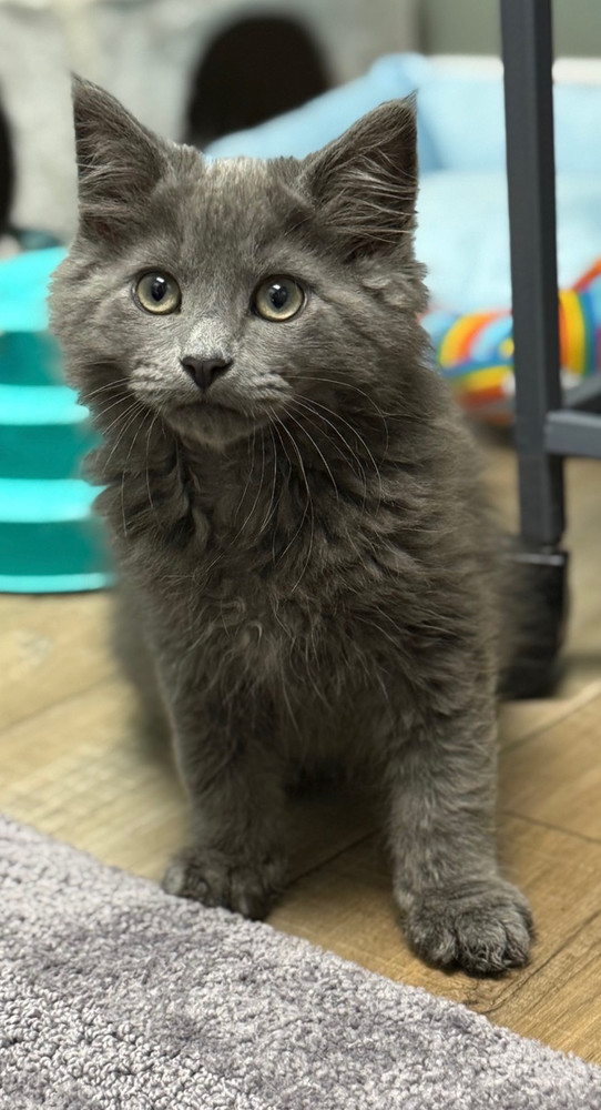 Roughhouse Sailor, an adoptable Nebelung, Maine Coon in Mount Laurel, NJ, 08054 | Photo Image 2
