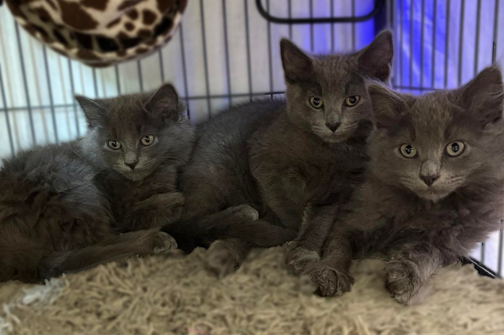 Roughhouse Sailor, an adoptable Nebelung, Maine Coon in Mount Laurel, NJ, 08054 | Photo Image 4