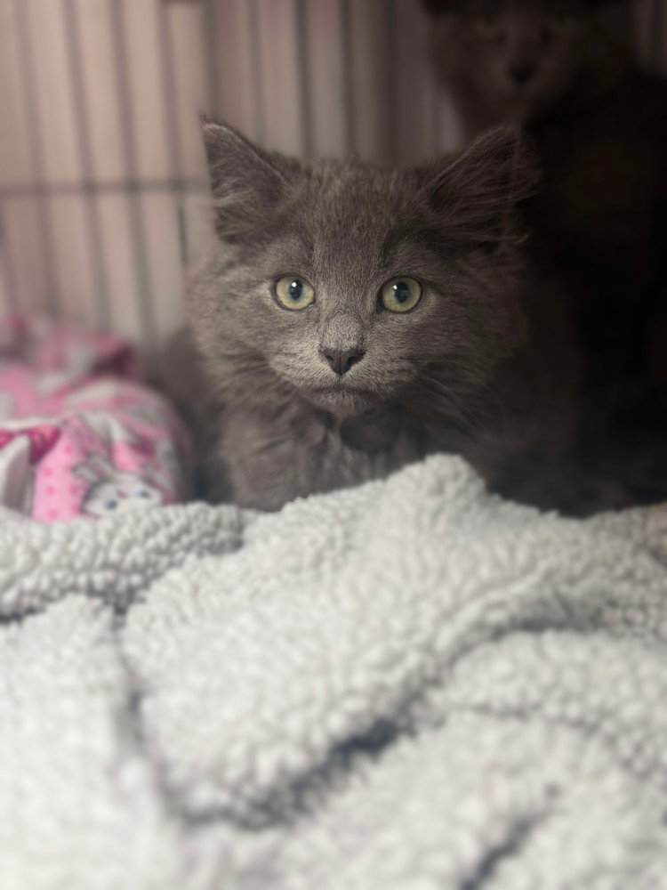 Roughhouse Sailor, an adoptable Nebelung, Maine Coon in Mount Laurel, NJ, 08054 | Photo Image 4