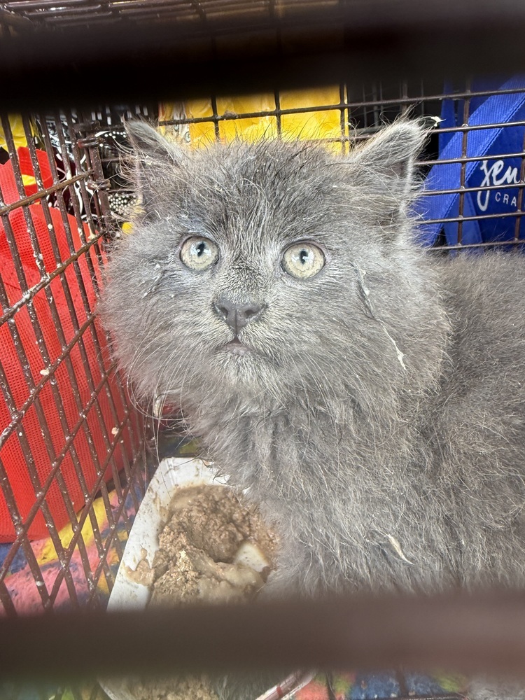 Roughhouse Sailor, an adoptable Nebelung, Maine Coon in Mount Laurel, NJ, 08054 | Photo Image 6
