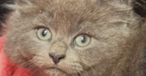 Roughhouse Sailor, an adoptable Nebelung, Maine Coon in Mount Laurel, NJ, 08054 | Photo Image 6
