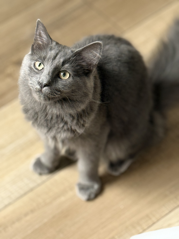 Sutra Sailor, an adoptable Nebelung, Maine Coon in Mount Laurel, NJ, 08054 | Photo Image 1