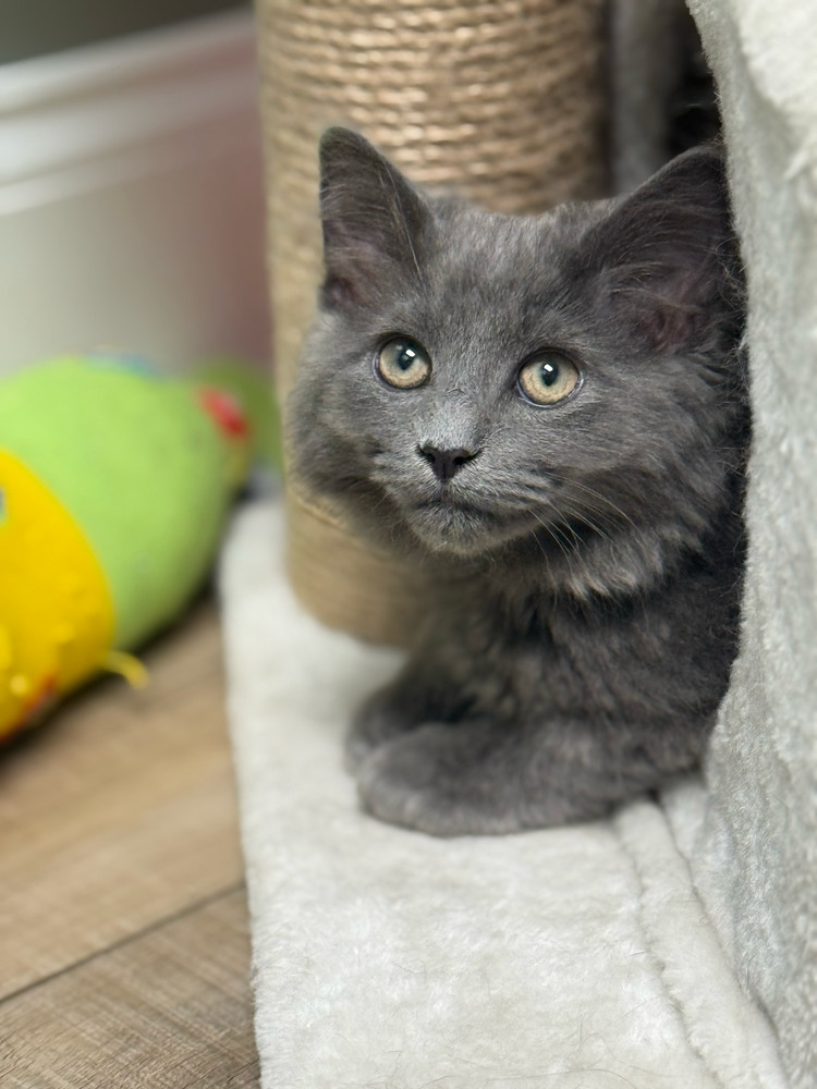 Sutra Sailor, an adoptable Nebelung, Maine Coon in Mount Laurel, NJ, 08054 | Photo Image 2