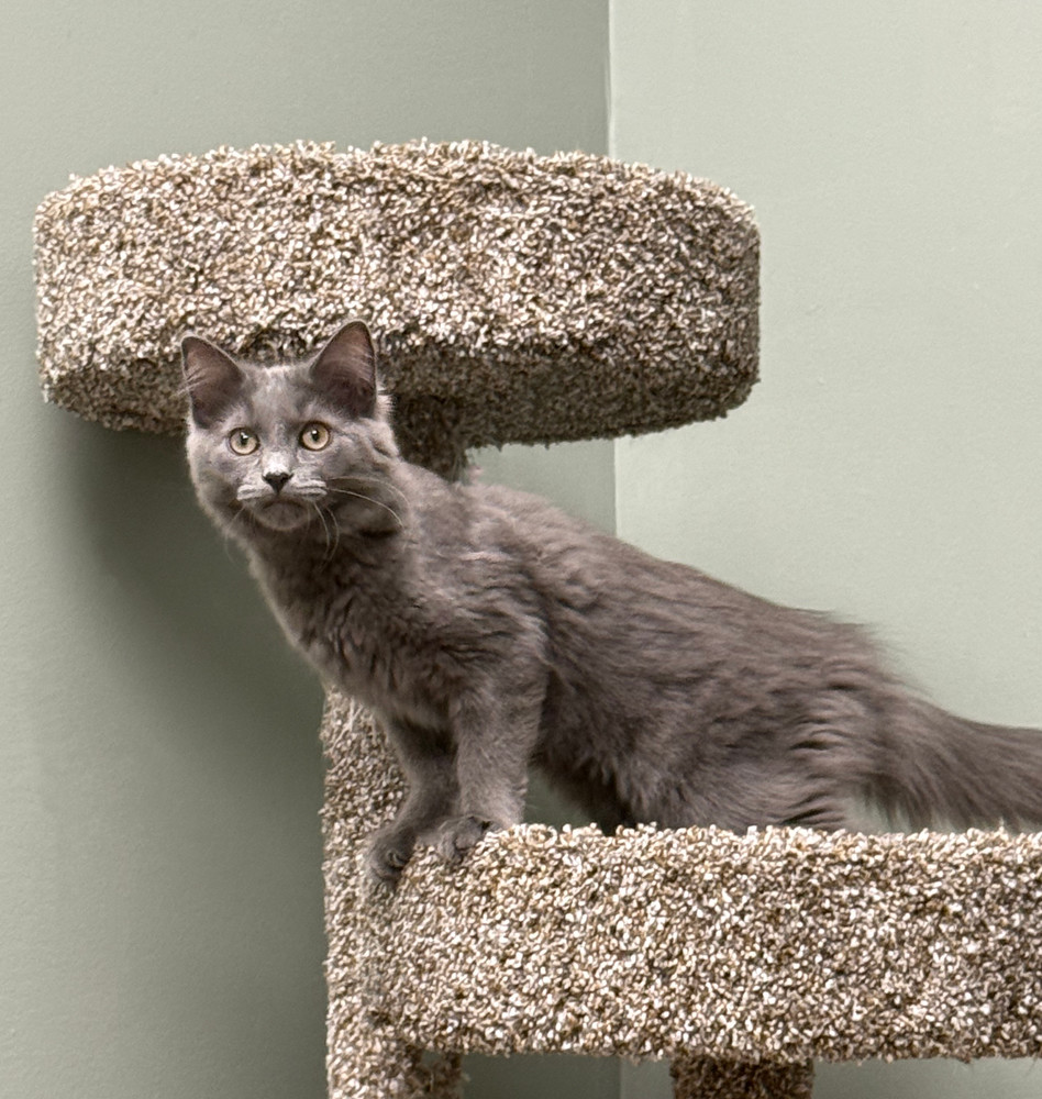 Sutra Sailor, an adoptable Nebelung, Maine Coon in Mount Laurel, NJ, 08054 | Photo Image 2