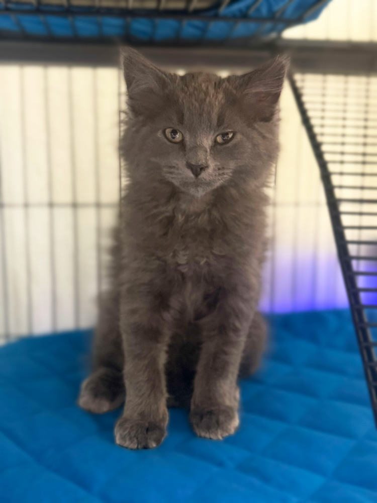 Sutra Sailor, an adoptable Nebelung, Maine Coon in Mount Laurel, NJ, 08054 | Photo Image 3