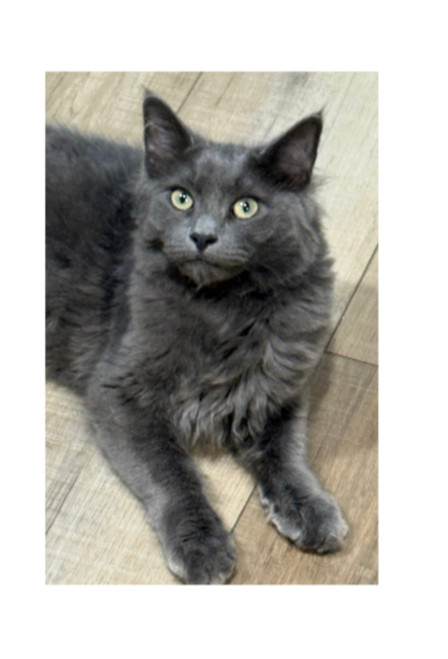 Sutra Sailor, an adoptable Nebelung, Maine Coon in Mount Laurel, NJ, 08054 | Photo Image 3