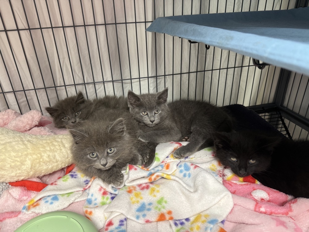 Sutra Sailor, an adoptable Nebelung, Maine Coon in Mount Laurel, NJ, 08054 | Photo Image 4