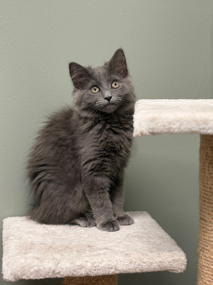 Sutra Sailor, an adoptable Nebelung, Maine Coon in Mount Laurel, NJ, 08054 | Photo Image 4