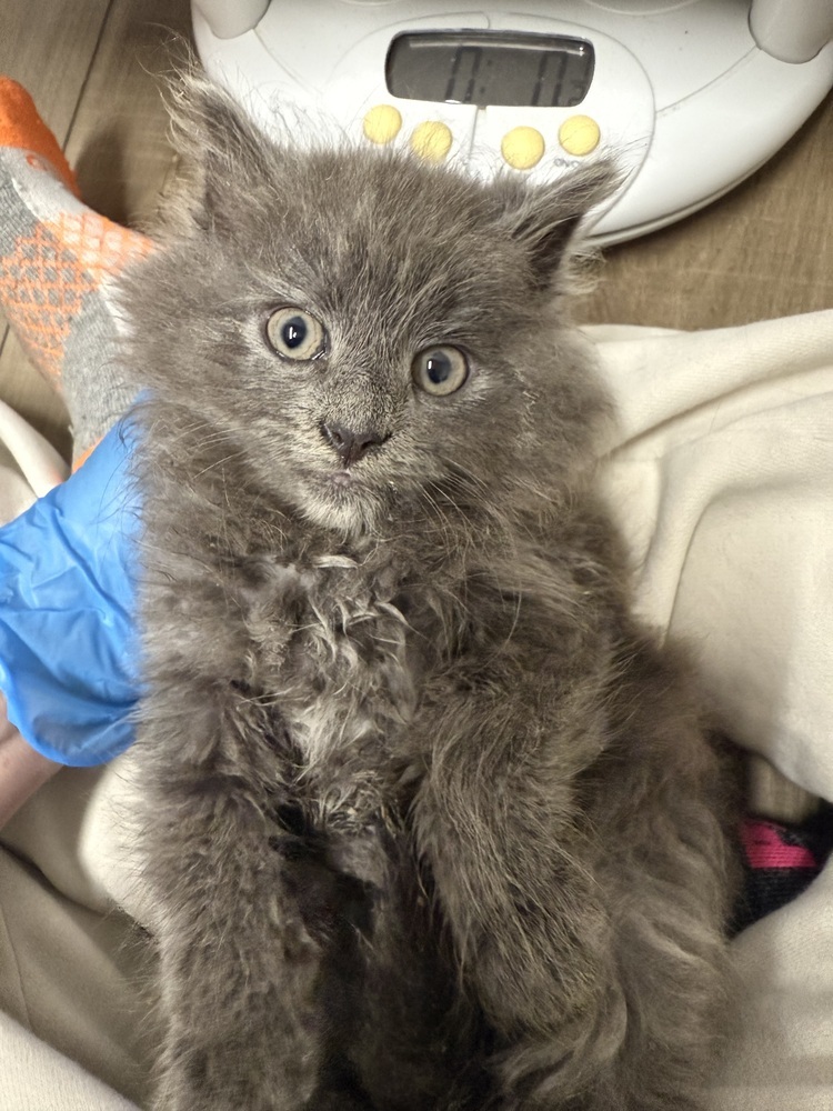 Sutra Sailor, an adoptable Nebelung, Maine Coon in Mount Laurel, NJ, 08054 | Photo Image 5