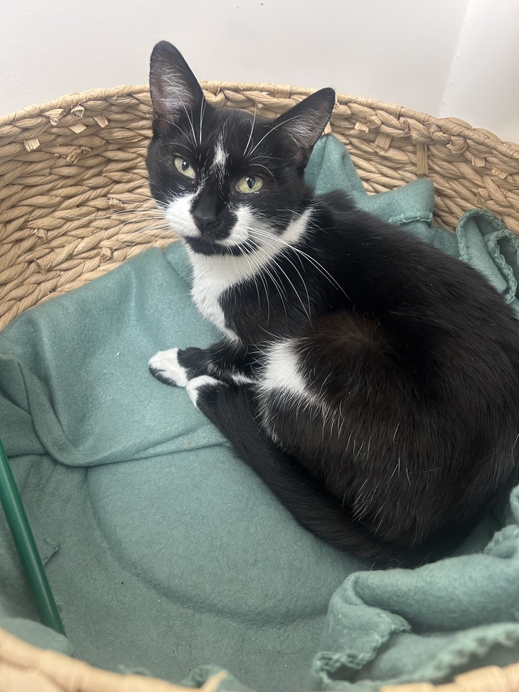 Viola, an adoptable Domestic Short Hair in Fort collins, CO, 80526 | Photo Image 3