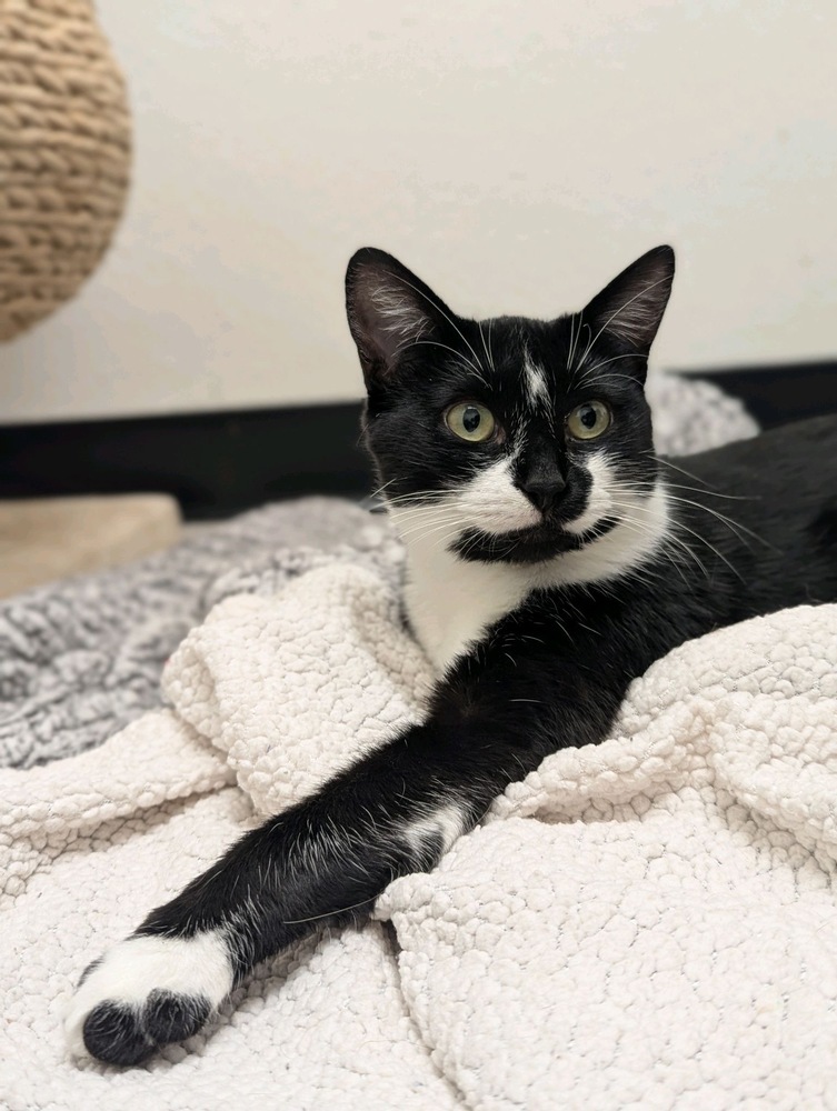 Viola, an adoptable Domestic Short Hair in Fort collins, CO, 80526 | Photo Image 4