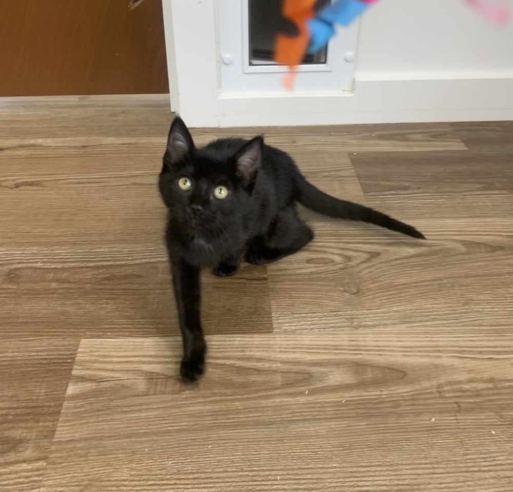Thelma, an adoptable Domestic Short Hair in Salmon, ID, 83467 | Photo Image 1