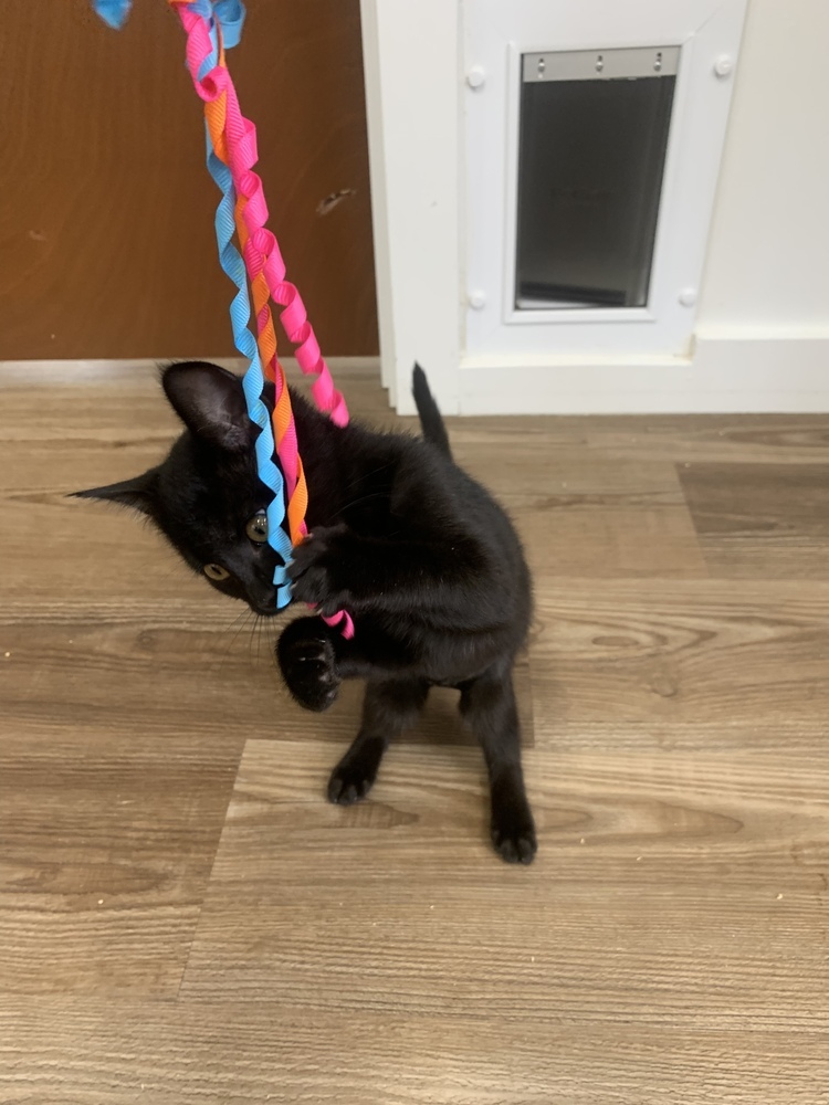 Thelma, an adoptable Domestic Short Hair in Salmon, ID, 83467 | Photo Image 2