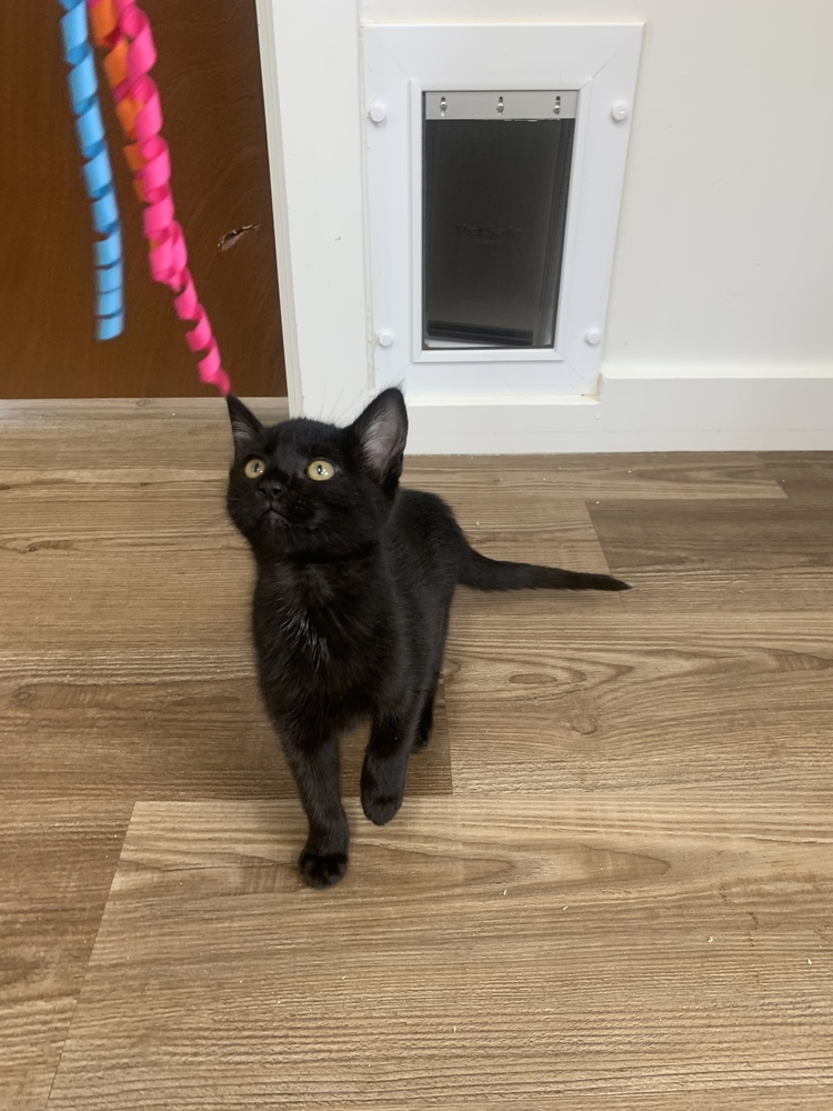Thelma, an adoptable Domestic Short Hair in Salmon, ID, 83467 | Photo Image 3