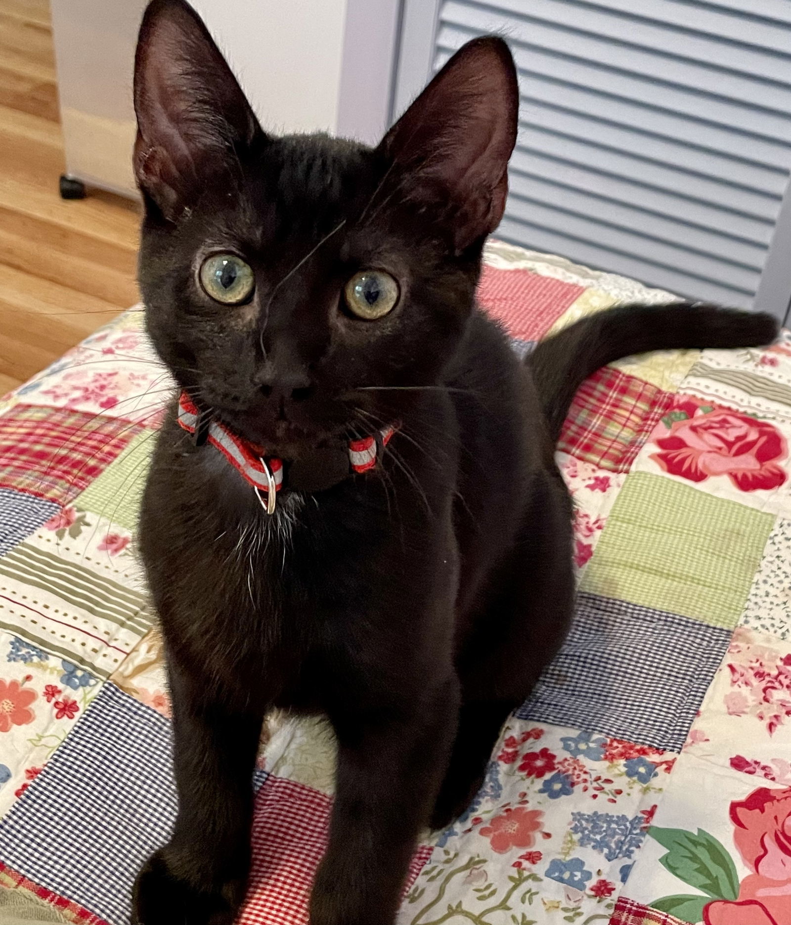 PJ