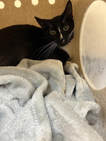 Purrsephanie