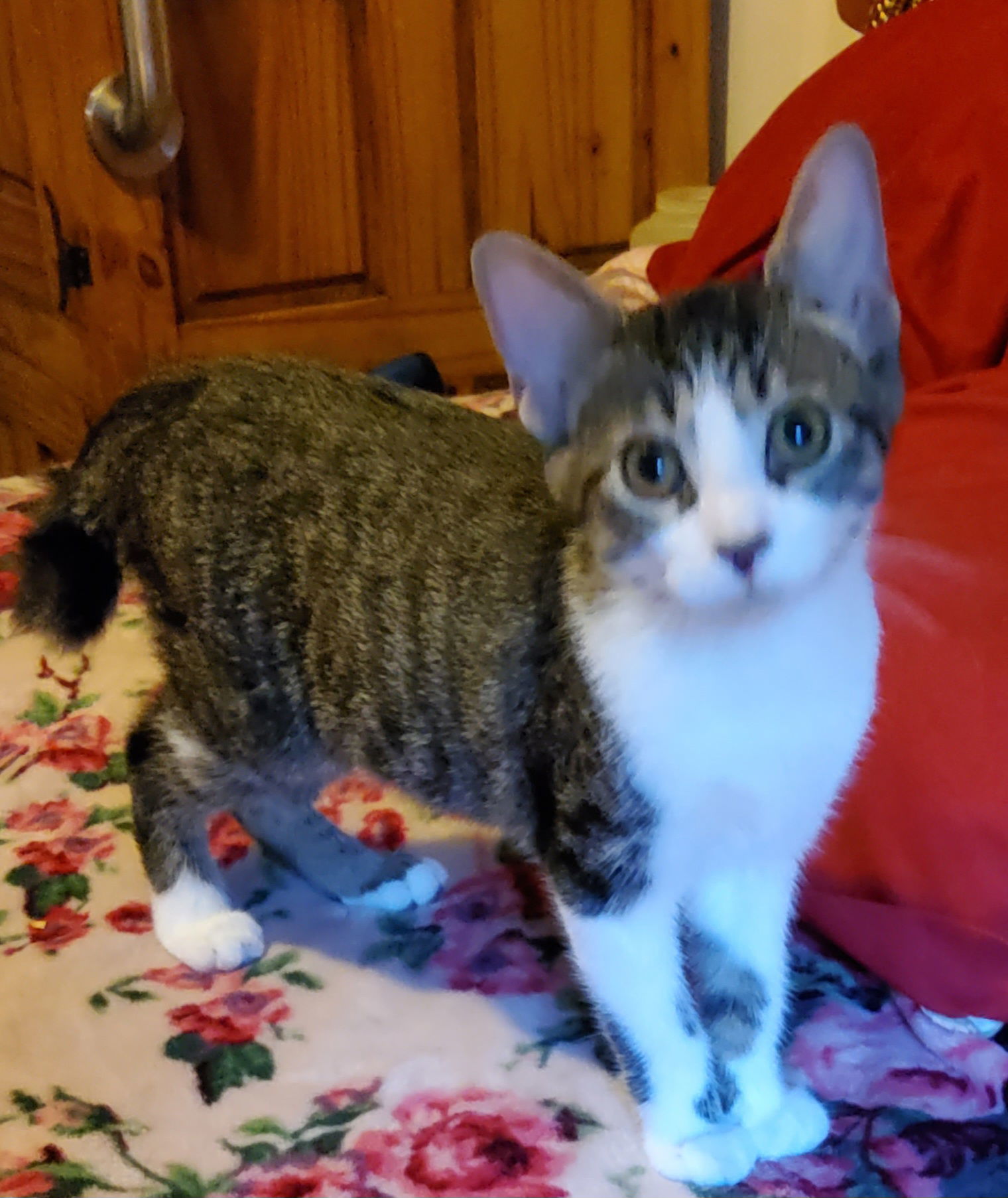 Poppy