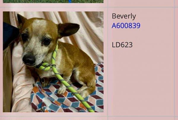 Beverly thumbnail 2