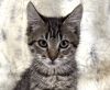 Olivia Benson photo 1